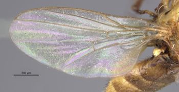 Media type: image;   Entomology 13364 Aspect: front wing